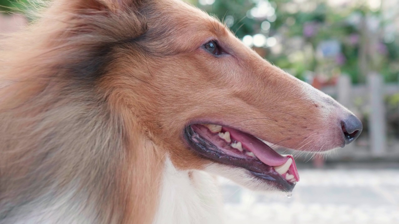 粗糙的柯利犬躺在地上在炎热的夏天，头部侧面视图，特写。4k慢镜头。视频素材