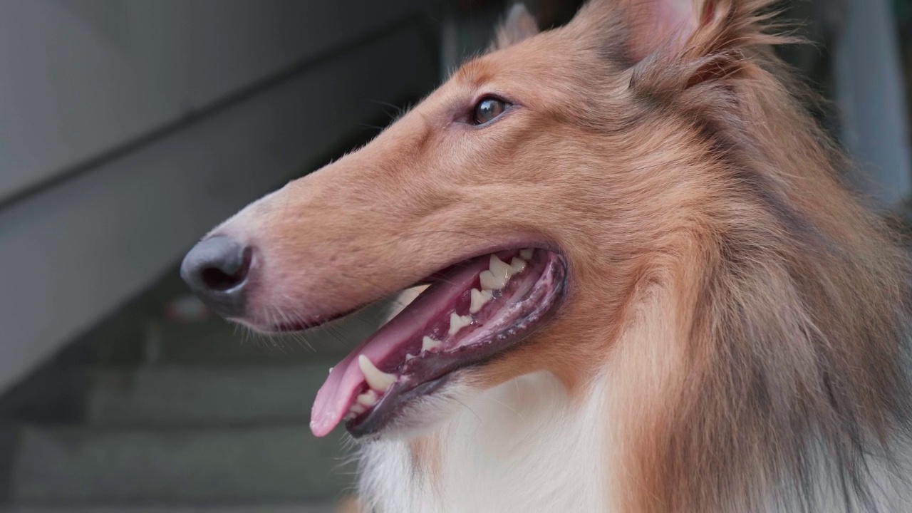 粗糙的柯利犬躺在地上在炎热的夏天，头部侧面视图，特写。4k慢镜头。视频素材