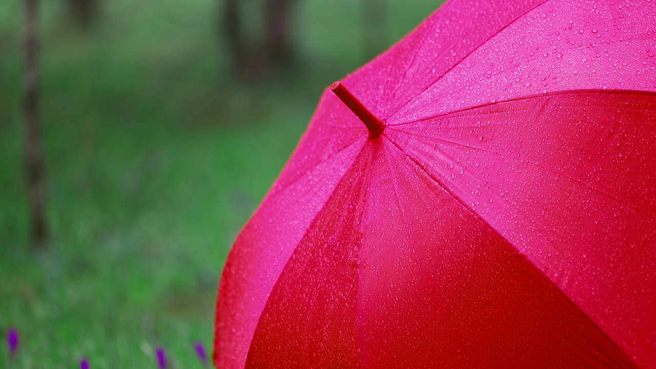 红色的雨伞在雨天的森林里。在树林里下雨。视频素材