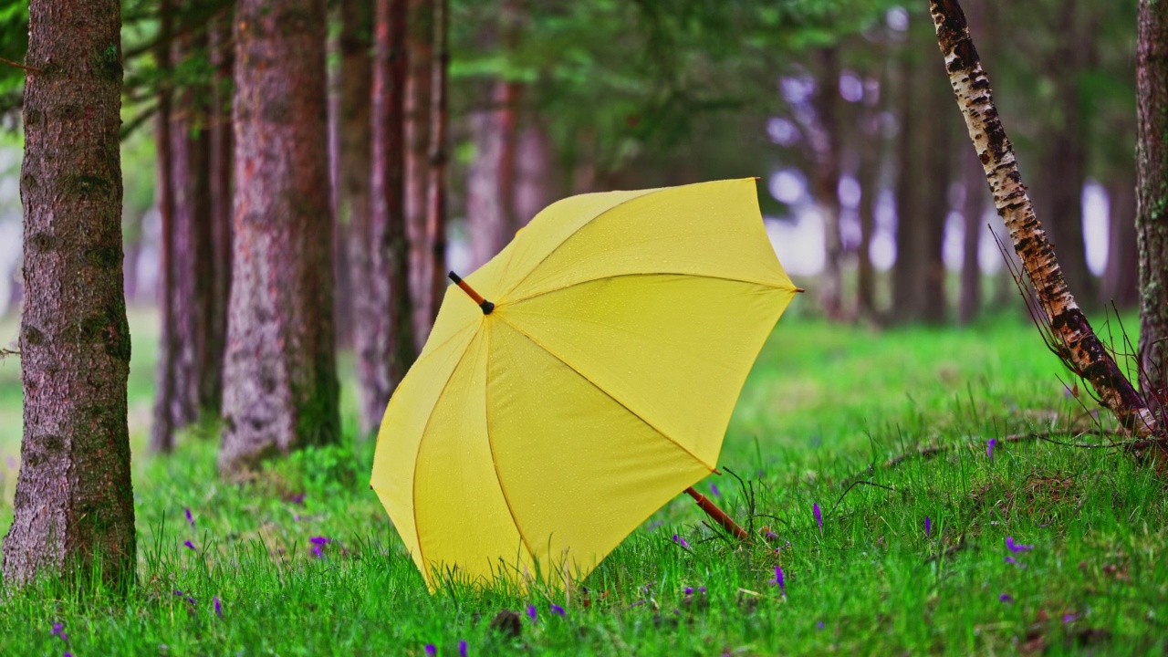 黄色的伞在雨天的森林里。在树林里下雨。视频素材