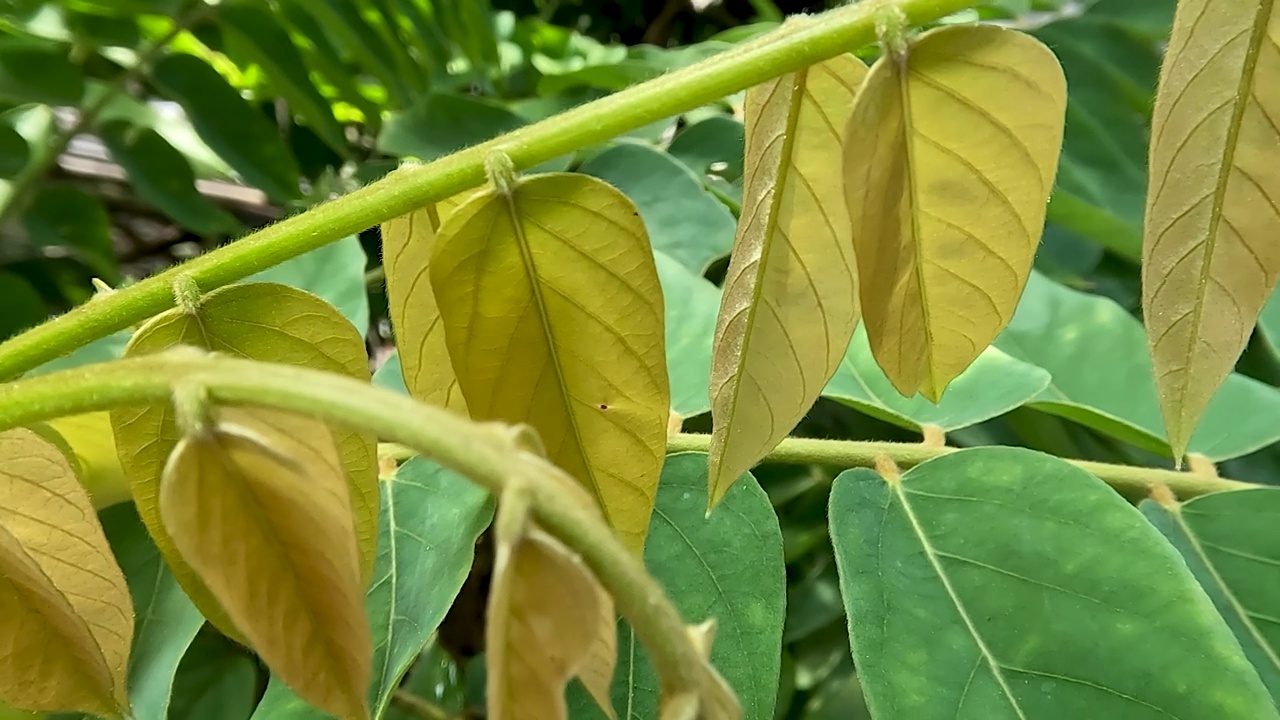 在阳光明媚的早晨，bilimbi植物的嫩叶近照会呈现出绿棕色视频素材