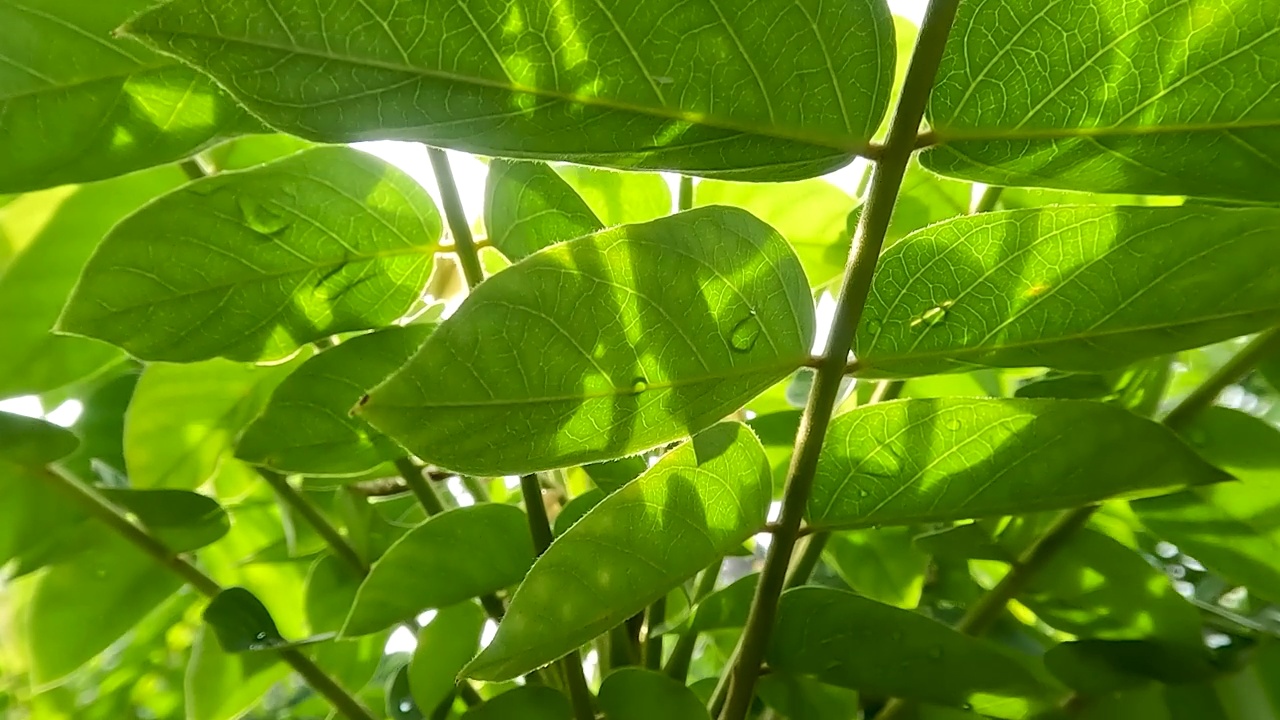 在一个阳光明媚的早晨，从叶尖到叶基的叶子特写视频素材