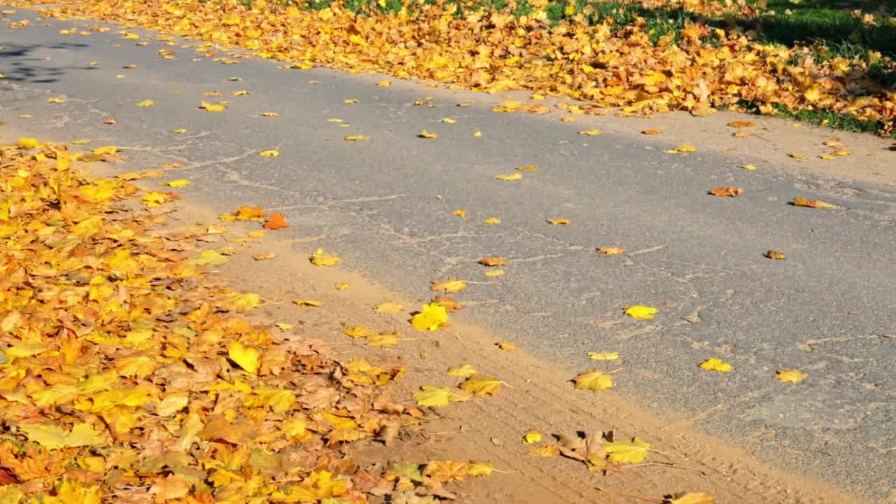 柏油路上撒满随风飘落的黄枫叶。秋天的时间。美丽的阳光灿烂的风景。农村的细节。金色的秋天。公园里的步道。旅游的道路。落叶的季节视频素材