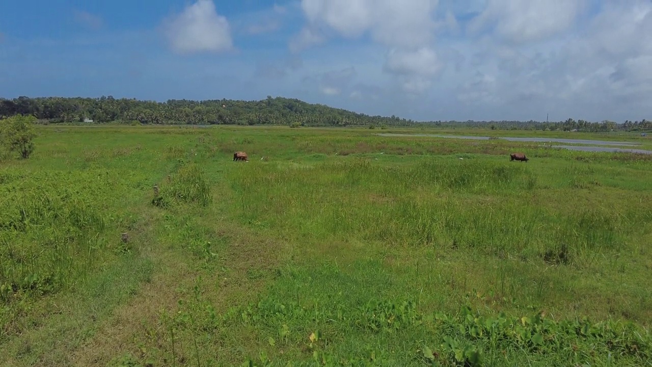 喀拉拉邦Thiruvananthapuram Punchakkari湿地和农田视频素材