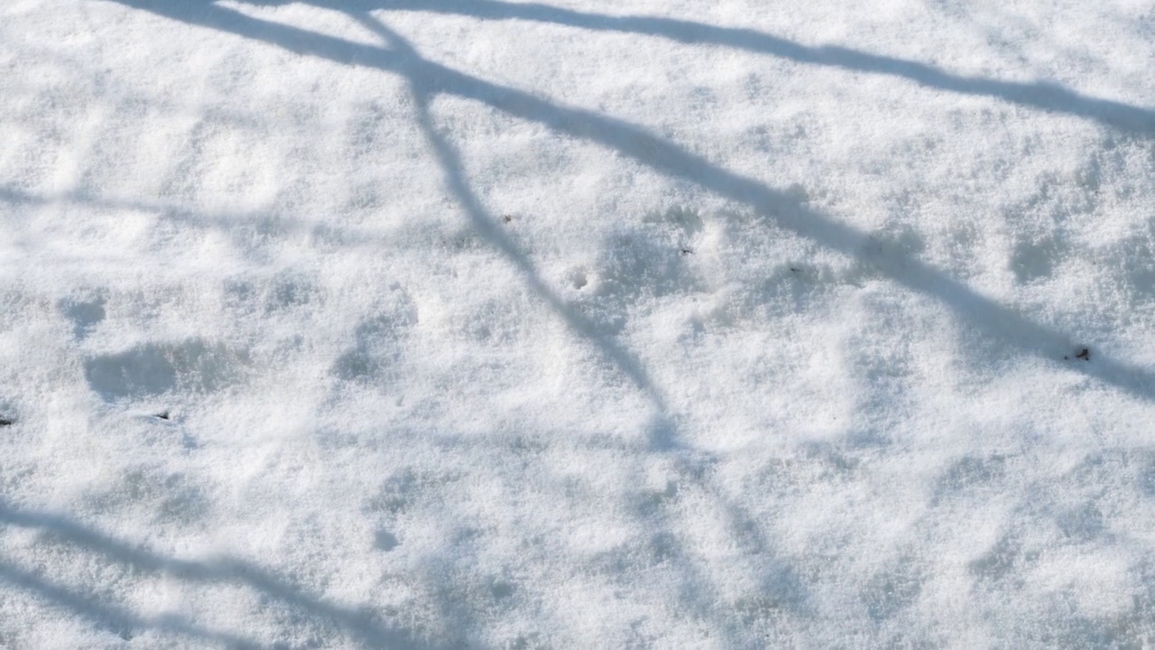 白雪在明媚的春日阳光下融化视频素材