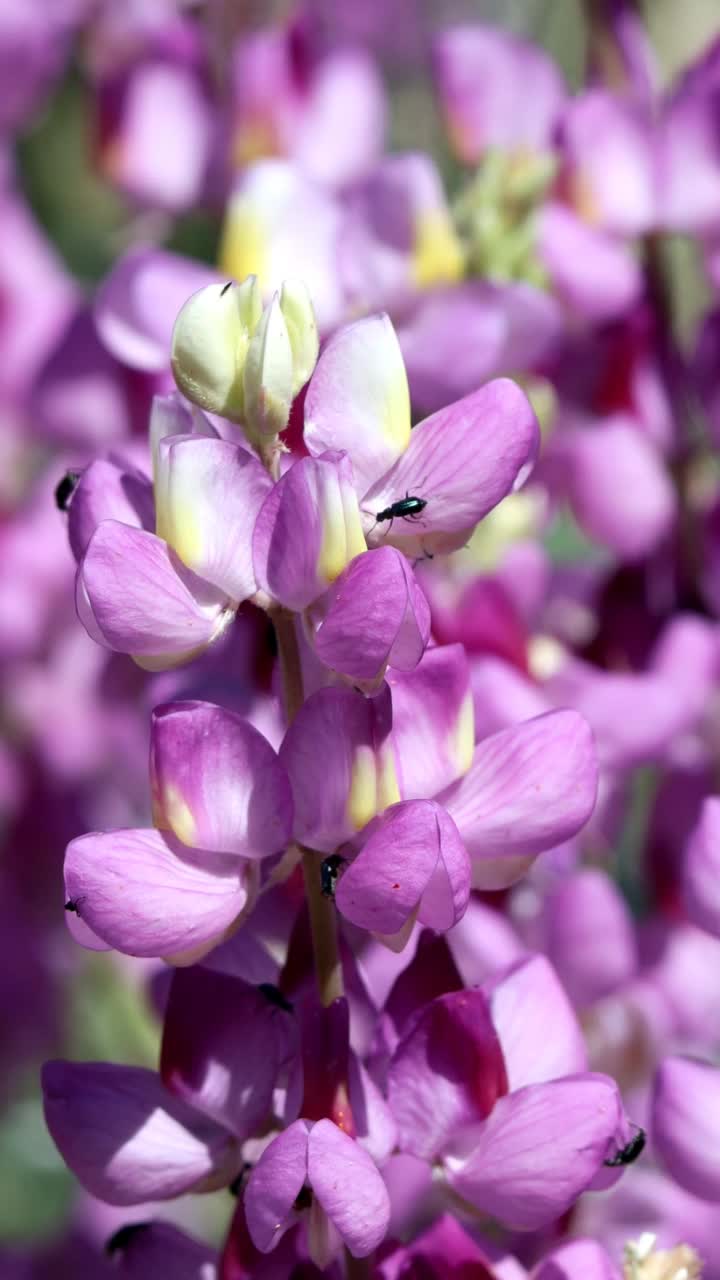 Lupinus Albifrons Austromontanus Bloom -圣贝纳迪诺Mtns - 061122视频素材