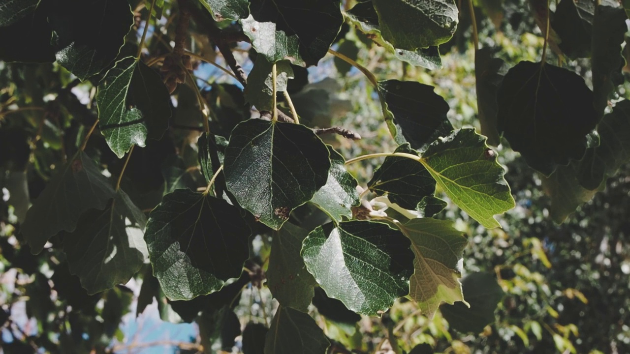 在秋天的风里，Tillia platyphyllos linden的叶子在风中飘动。秋天的概念视频下载