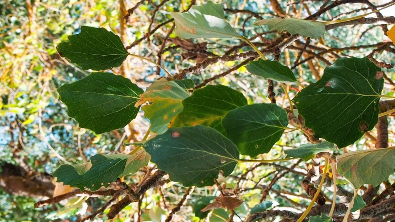 在秋天的风里，Tillia platyphyllos linden的叶子在风中飘动。秋天的概念视频下载