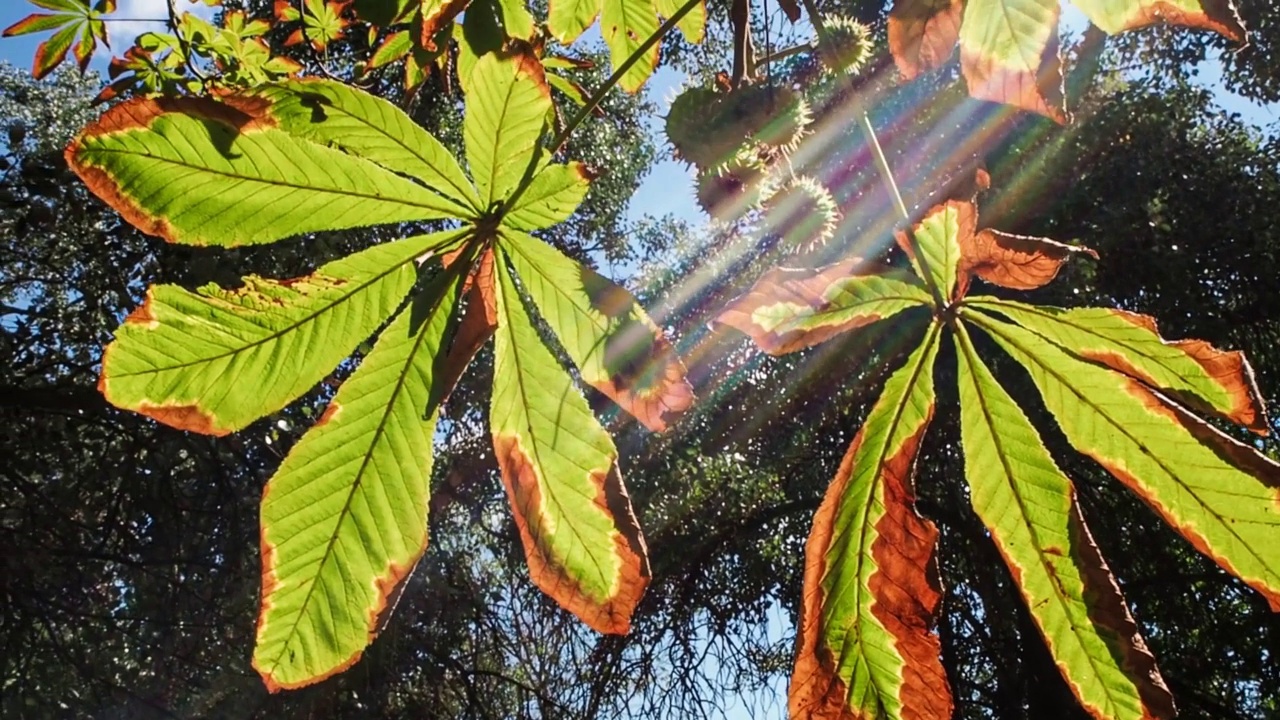 栗叶在秋风中飘动的画面。秋天的概念视频下载