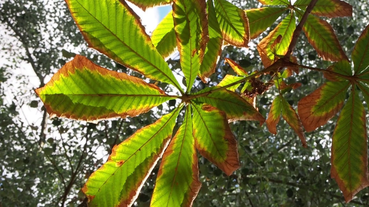 栗叶在秋风中飘动的画面。秋天的概念视频素材