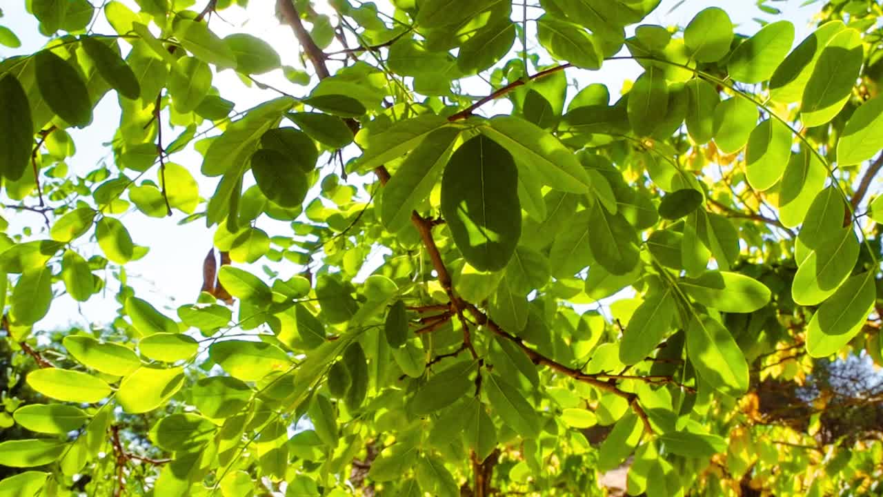 在秋天的风里，Tillia platyphyllos linden的叶子在风中飘动。秋天的概念视频素材