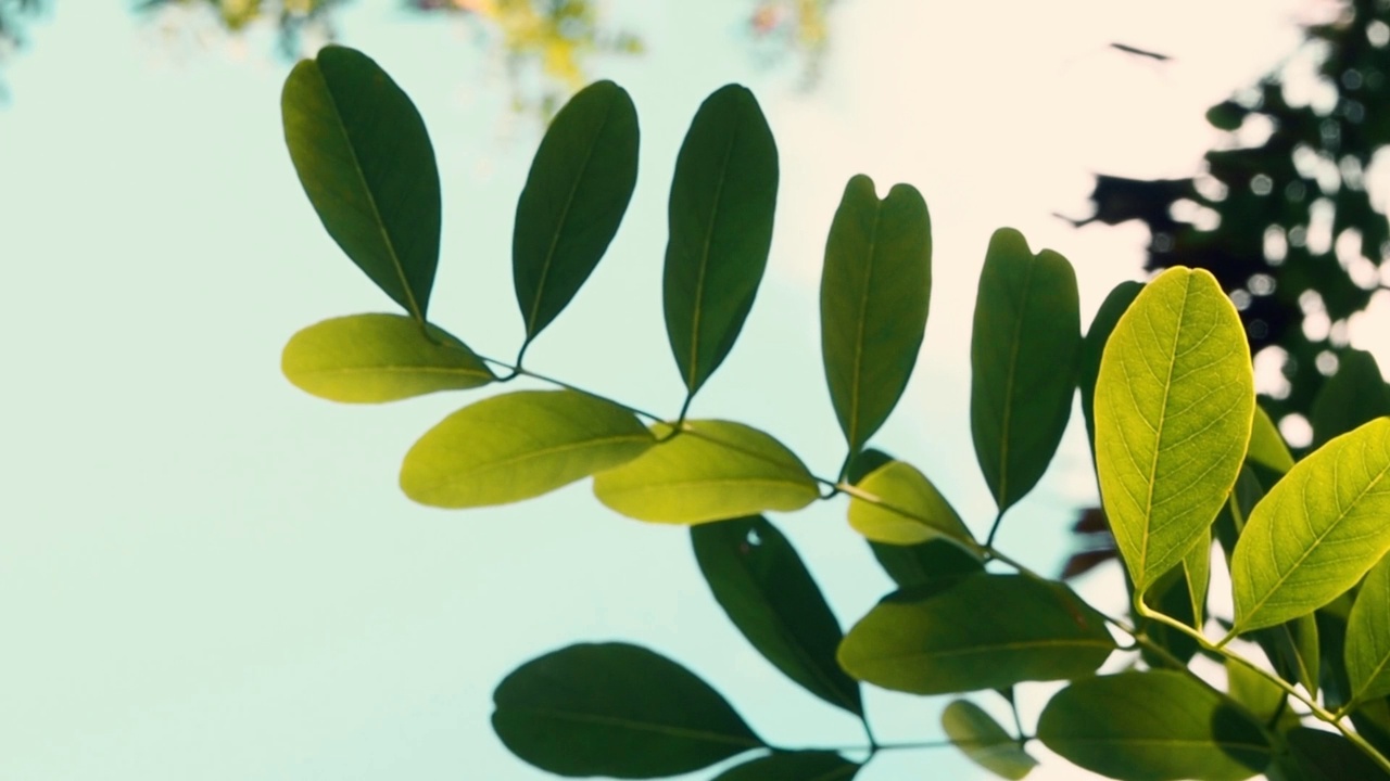 在秋天的风里，Tillia platyphyllos linden的叶子在风中飘动。秋天的概念视频下载