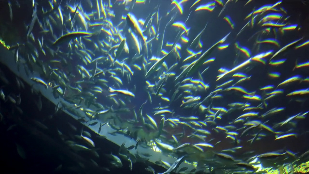 水族馆里的鱼视频下载