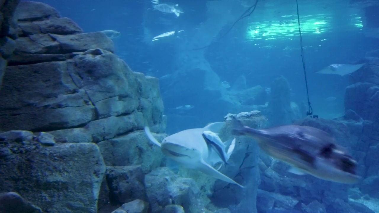 水族馆里的鱼-鲨鱼视频下载