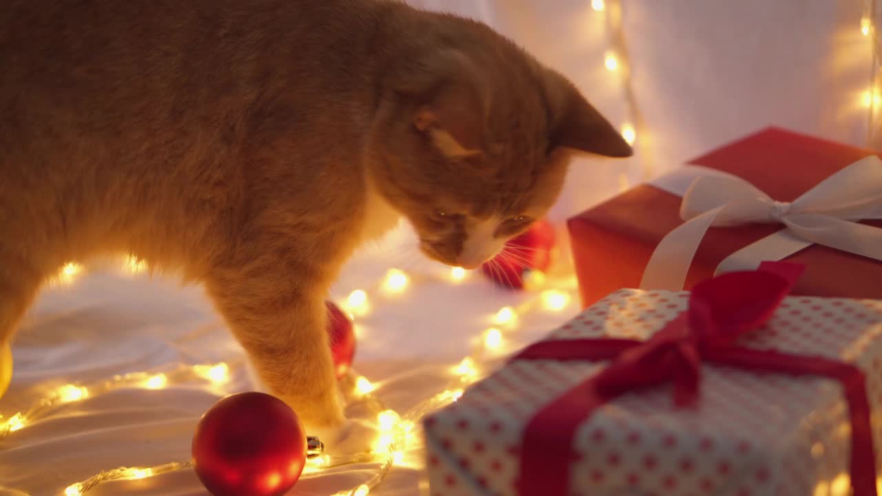 成人圣诞节的猫。一只有趣的桔红色条纹猫正在玩红色和金色的圣诞球。新年假期在家，在温馨舒适的圣诞彩灯下作为礼物赠送视频素材