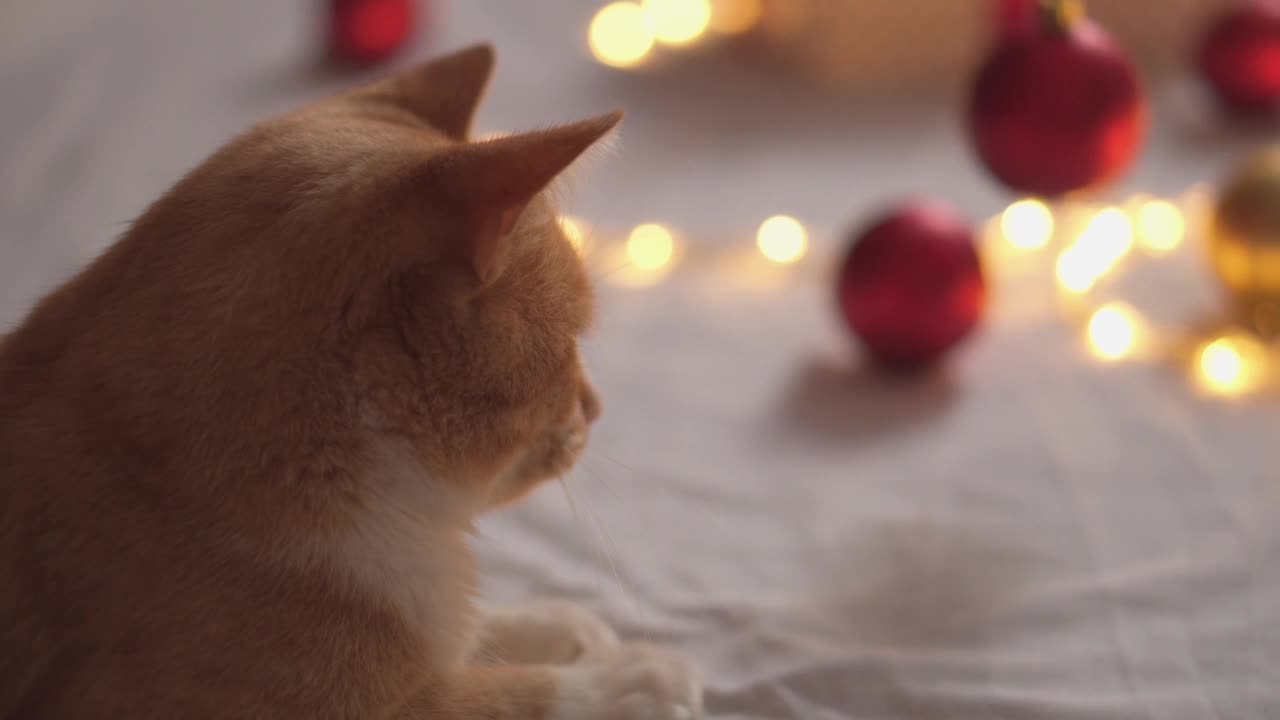 成人圣诞节的猫。一只有趣的桔红色条纹猫正在玩红色和金色的圣诞球。新年假期在家，在温馨舒适的圣诞彩灯下作为礼物赠送视频素材