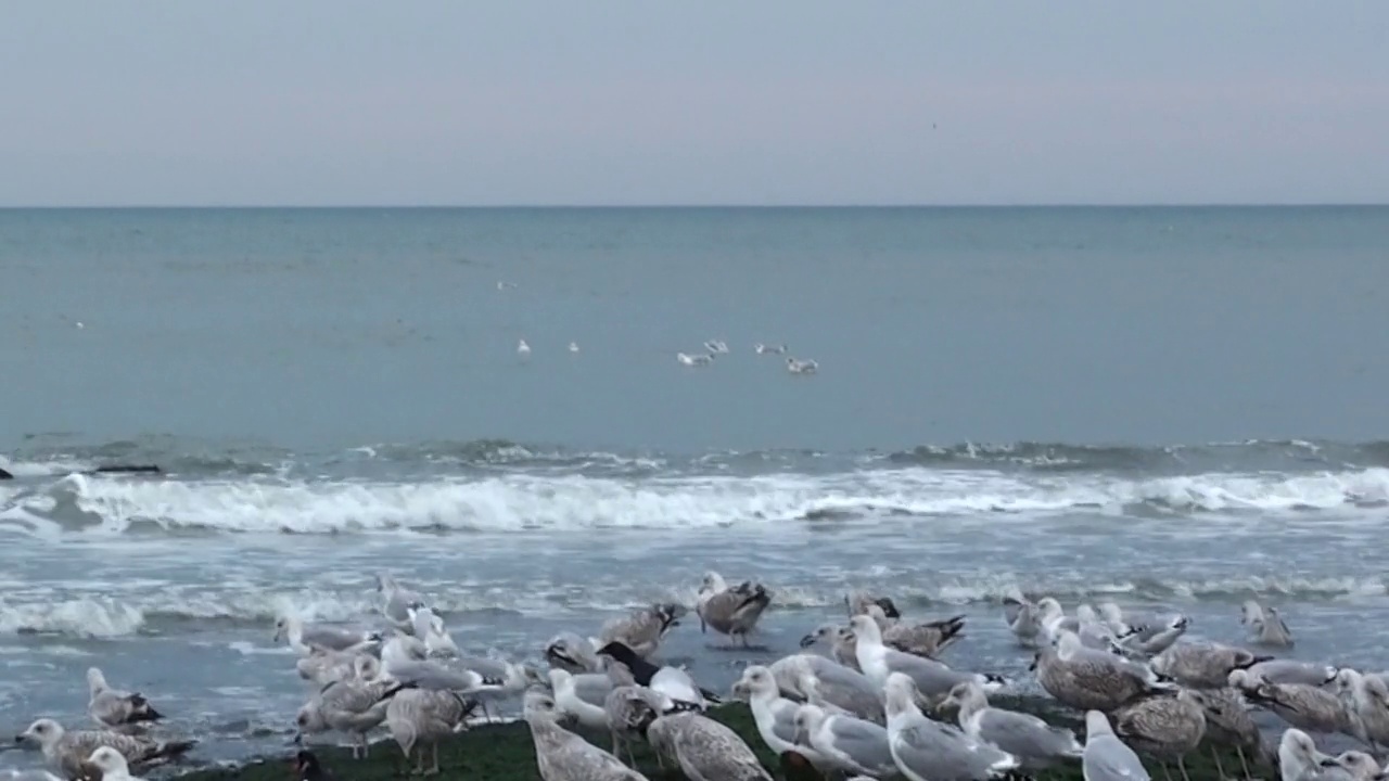 海鸟放牧，全高清视频，斯海弗宁根海滩，荷兰，欧洲视频素材