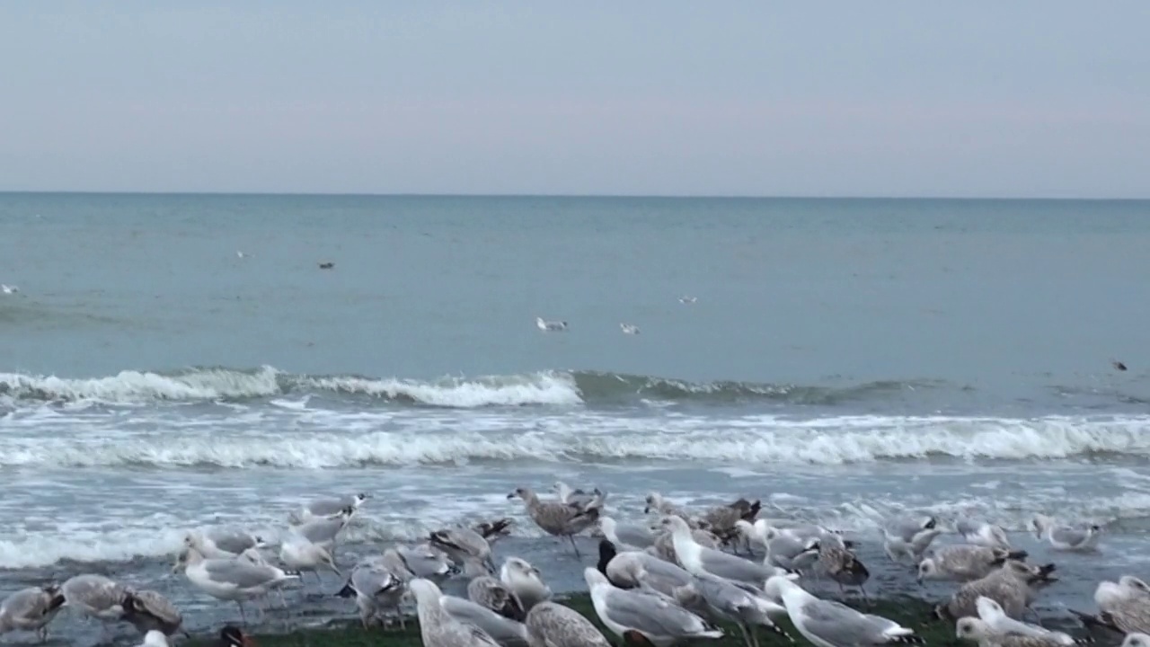 海鸟放牧，全高清视频，斯海弗宁根海滩，荷兰视频素材