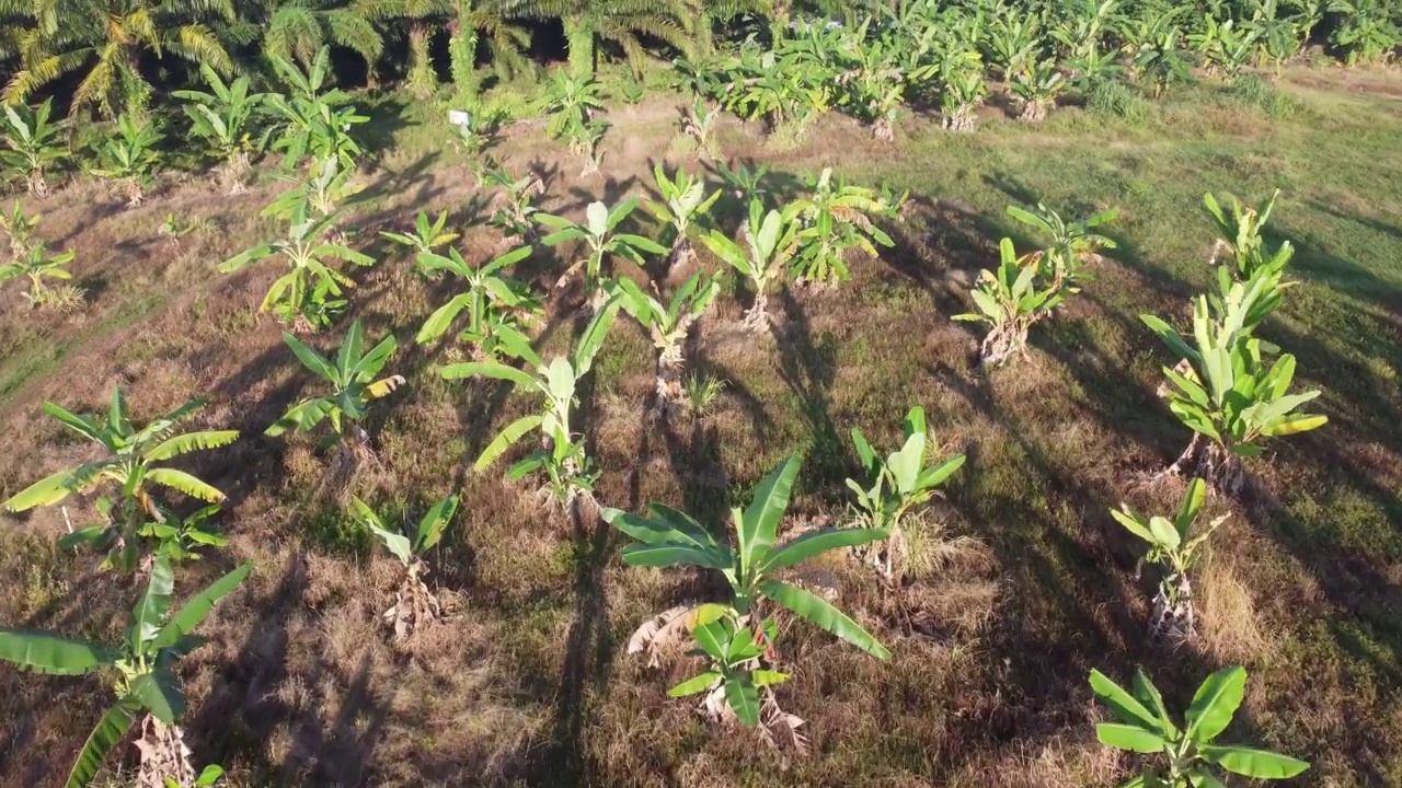 早上鸟瞰香蕉种植园视频素材