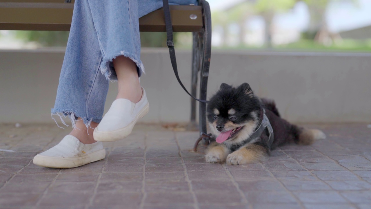 黑色的博美犬和主人一起坐在地板上放松。宠物情人的概念视频素材