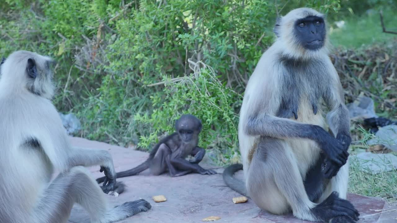 叶猴宝宝在公园里玩耍视频素材