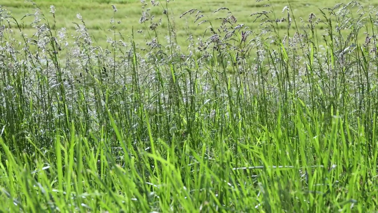 夏天，田野里的绿草随风摆动视频素材