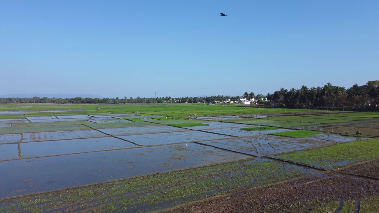 鸟瞰绿色稻田在mysuru，印度视频素材