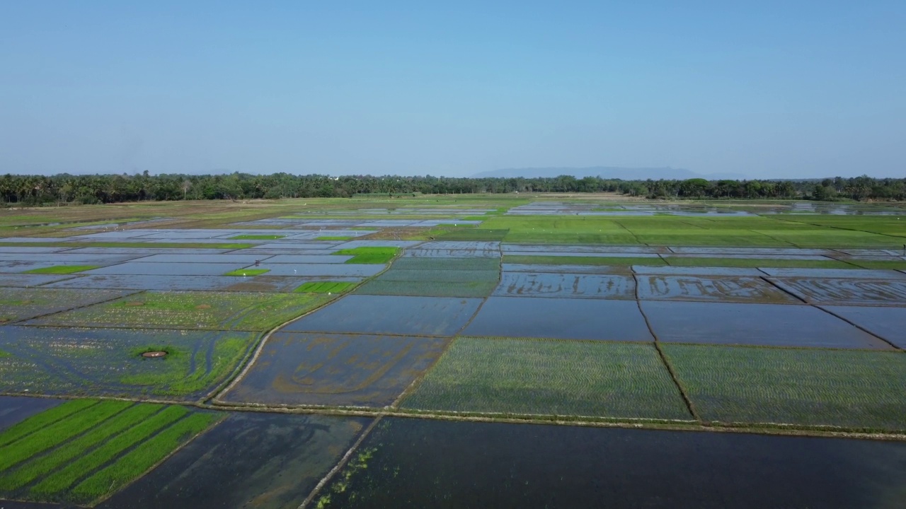 鸟瞰绿色稻田在mysuru，印度视频素材