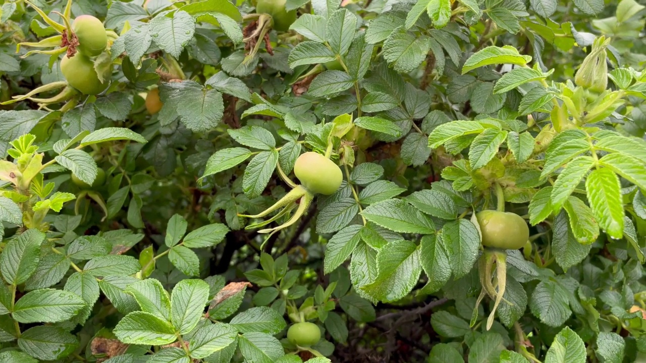 狗玫瑰果实Rosa canina。大自然中的野生玫瑰果。水果用于凉茶、果酱、果冻、糖浆、汤、饮料、馅饼视频素材