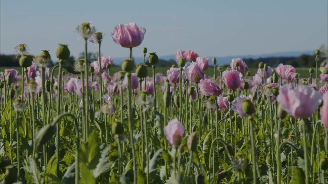 罂粟花在夏天生长在田野上视频素材