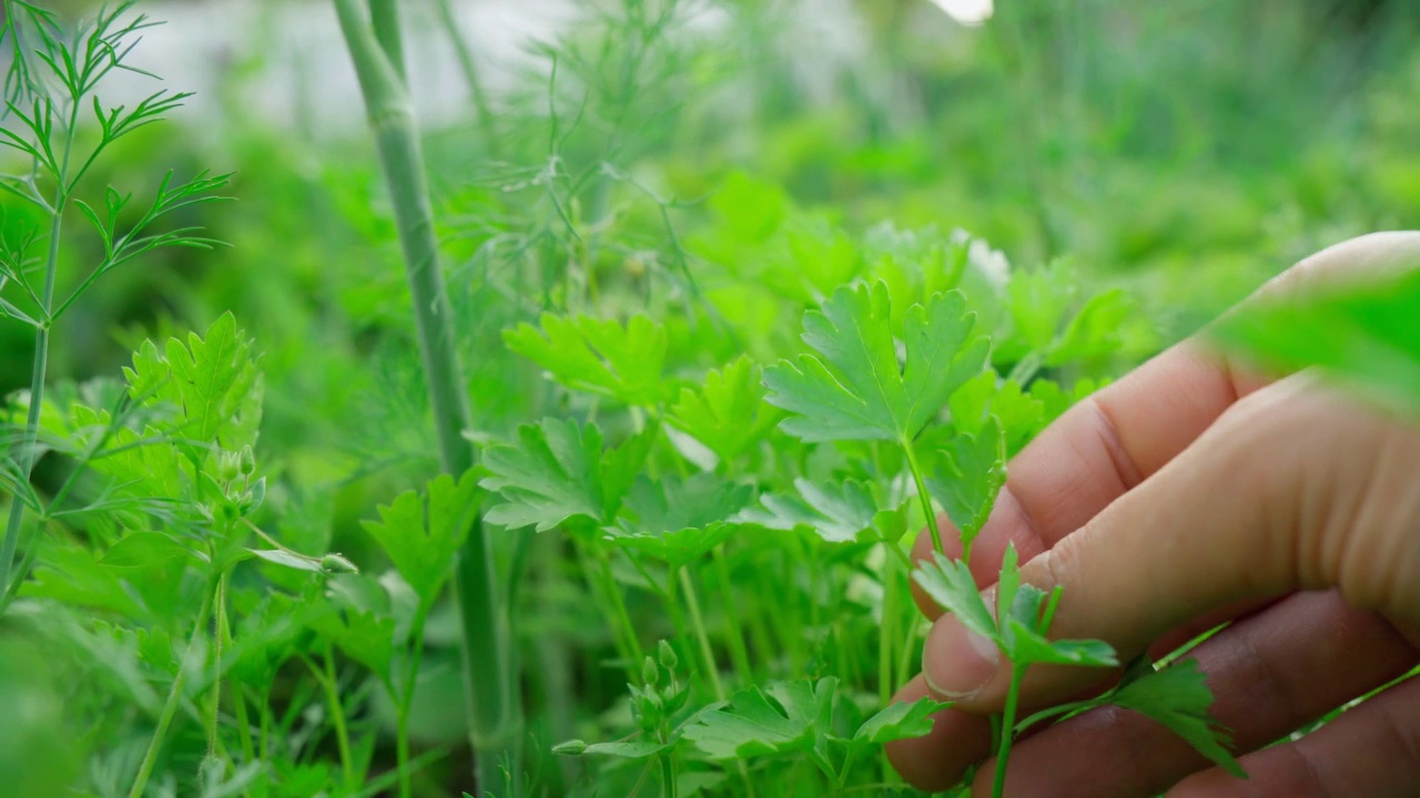 花园里的欧芹。家庭园艺绿化理念视频素材