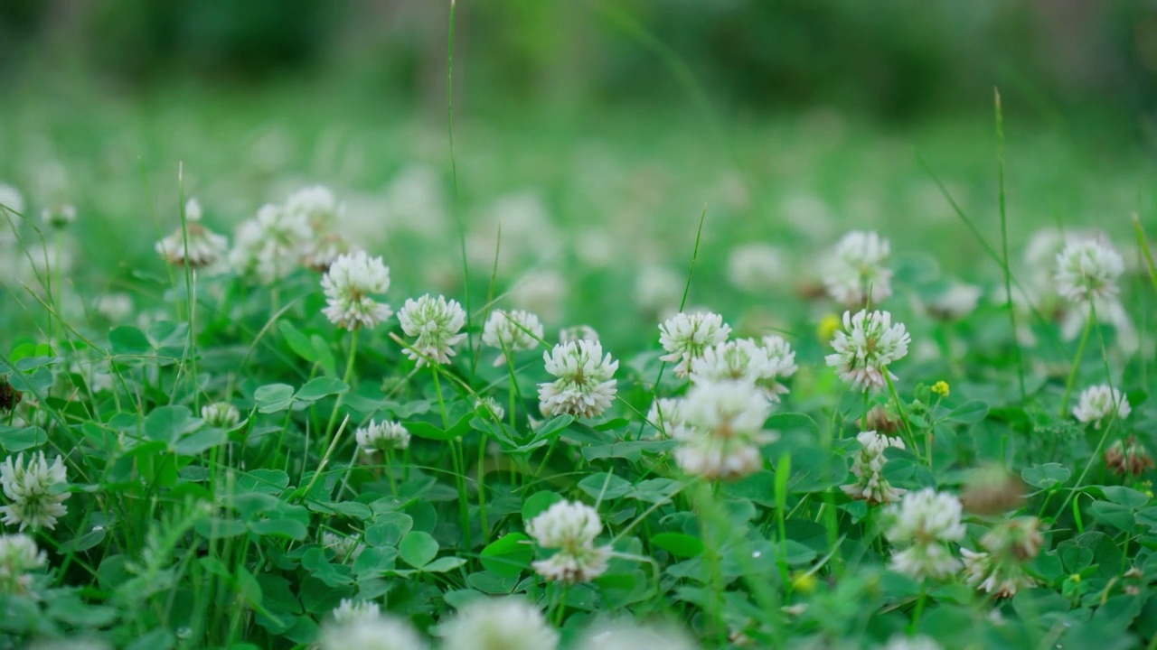 白色三叶草的花。该植物可食用、药用。用作饲料的植物。视频素材