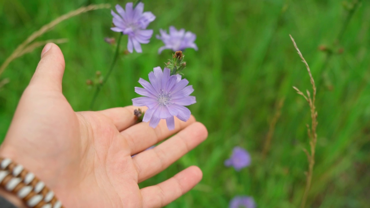 蓝色花的天然菊苣在夏季花的背景。Cichorium intybus视频素材