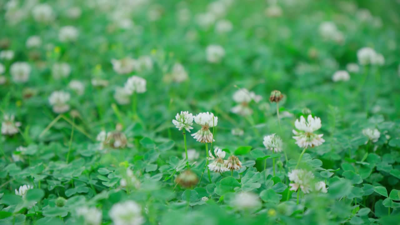 白色三叶草的花。该植物可食用、药用。用作饲料的植物。视频素材