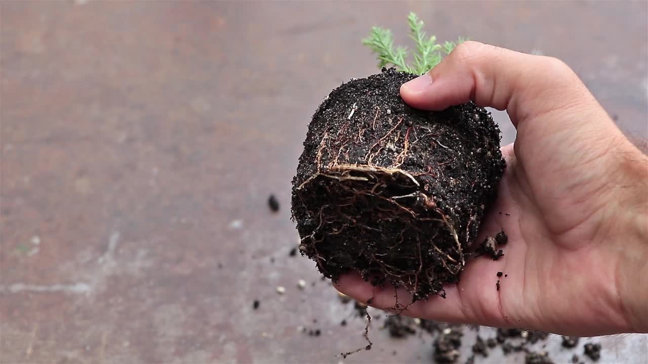 园丁手中的一棵年轻的红杉树-重新种植红杉的概念。从种子生长针叶树植物视频素材