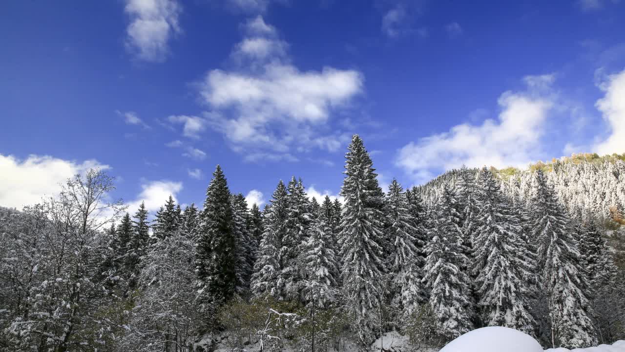 白雪皑皑的松树林视频素材