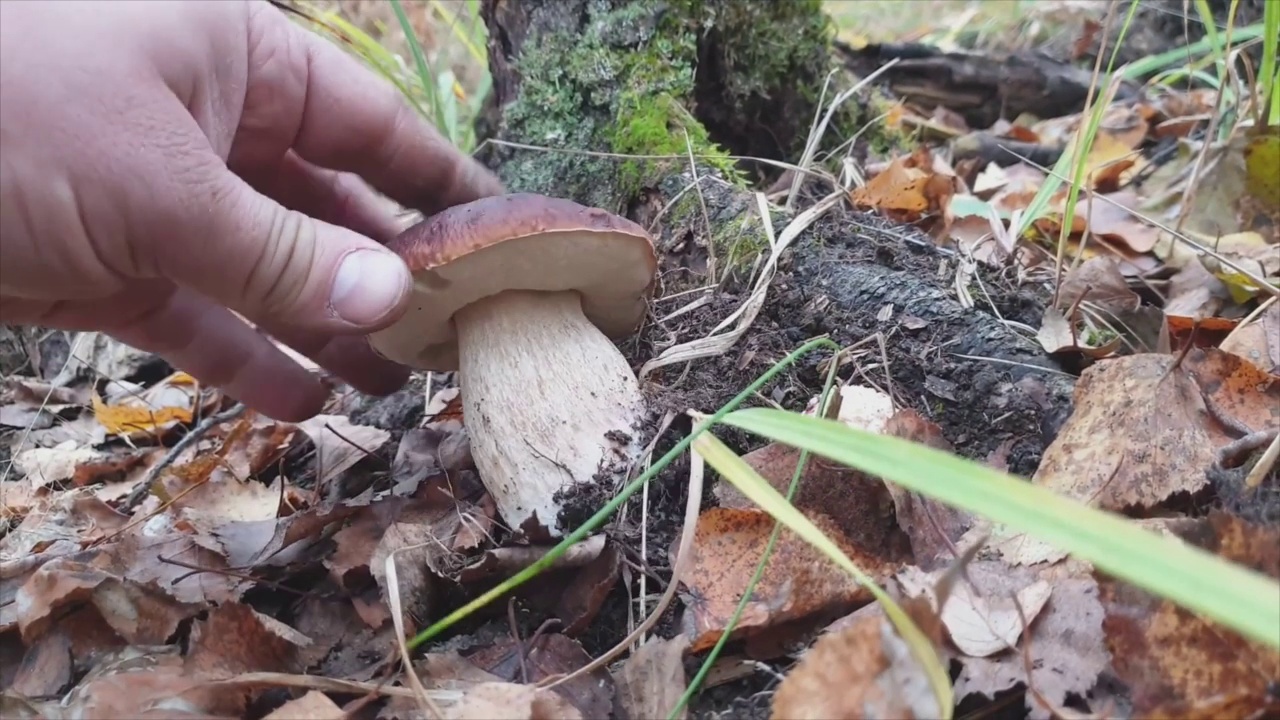 秋天森林里的白松茸。白蘑菇(或borovik)是蘑菇王国的沙皇。视频素材