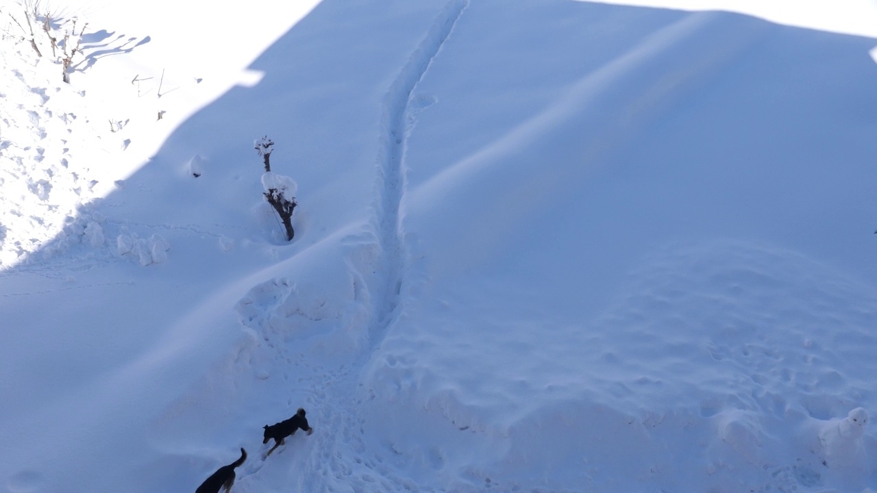 狗在白雪覆盖的山谷中行走。视频素材