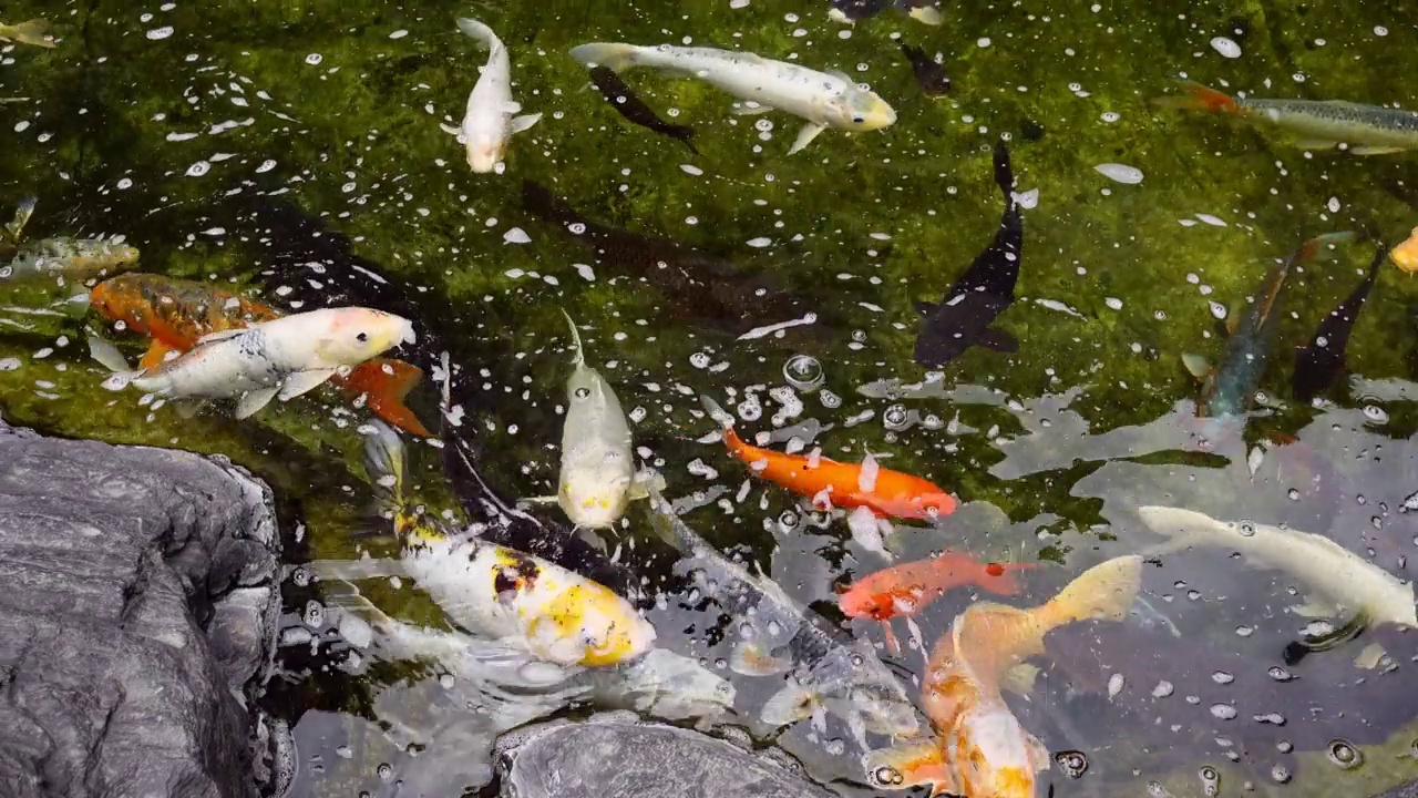 美丽的日本彩鲤在清澈的水中畅游。视频下载