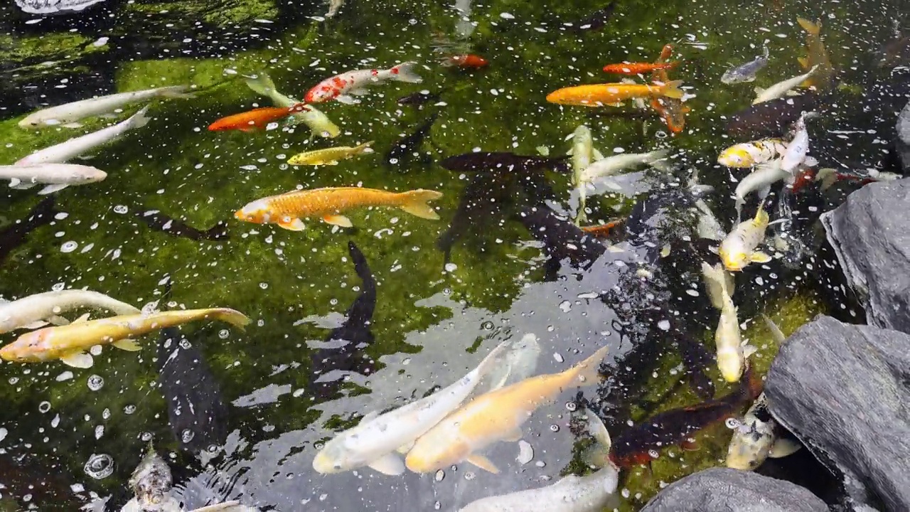 美丽的日本彩鲤在清澈的水中畅游。视频下载