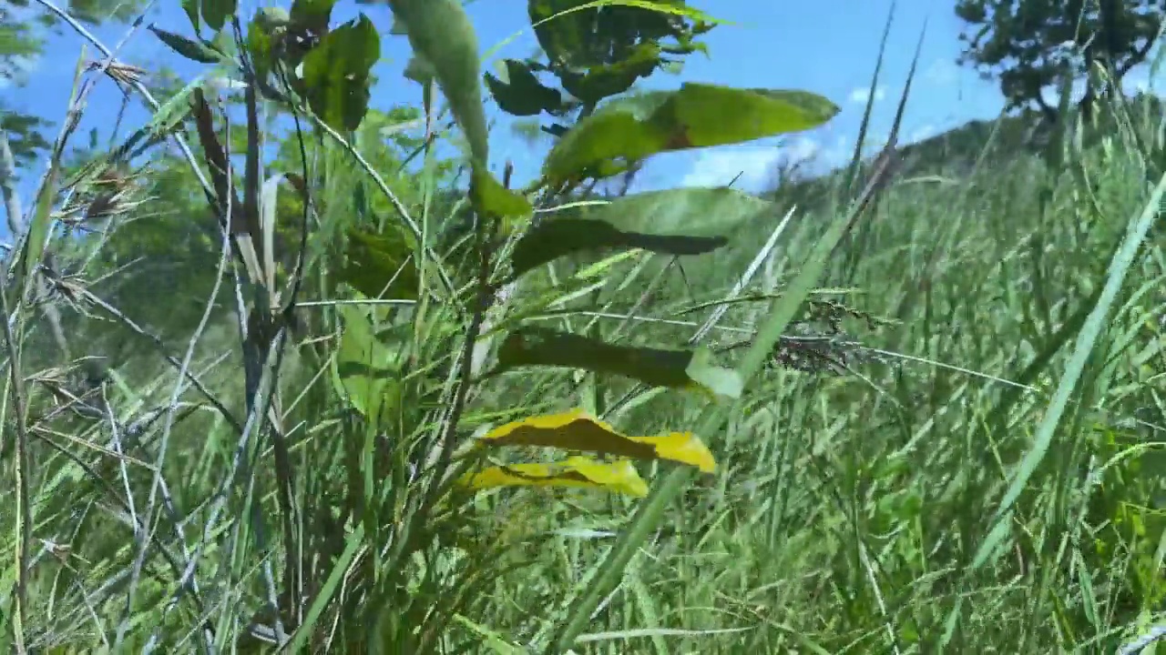 花草树木在花园里摇曳视频素材