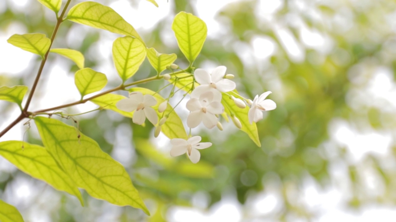 特写的绿叶与花自然模糊的背景视频素材