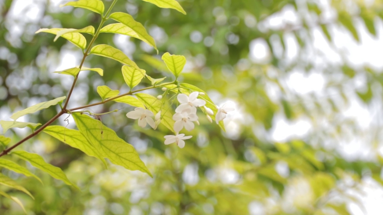 特写的绿叶与花自然模糊的背景视频素材