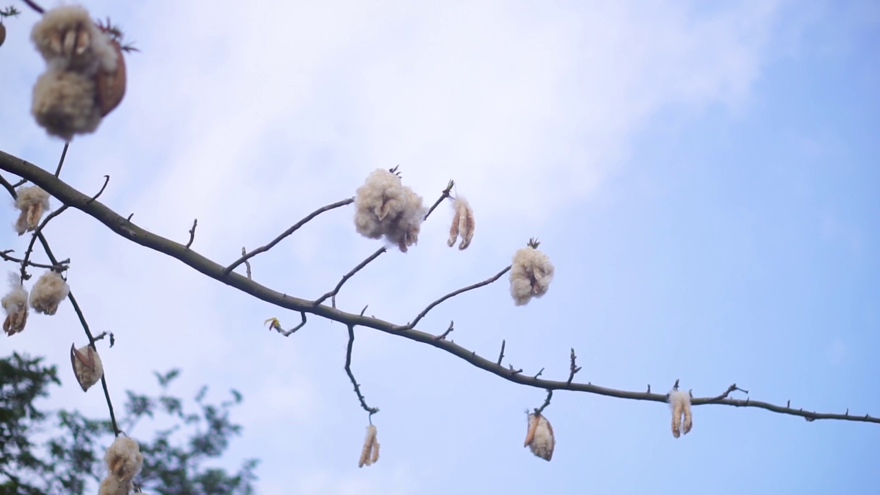 棉树片段视频素材