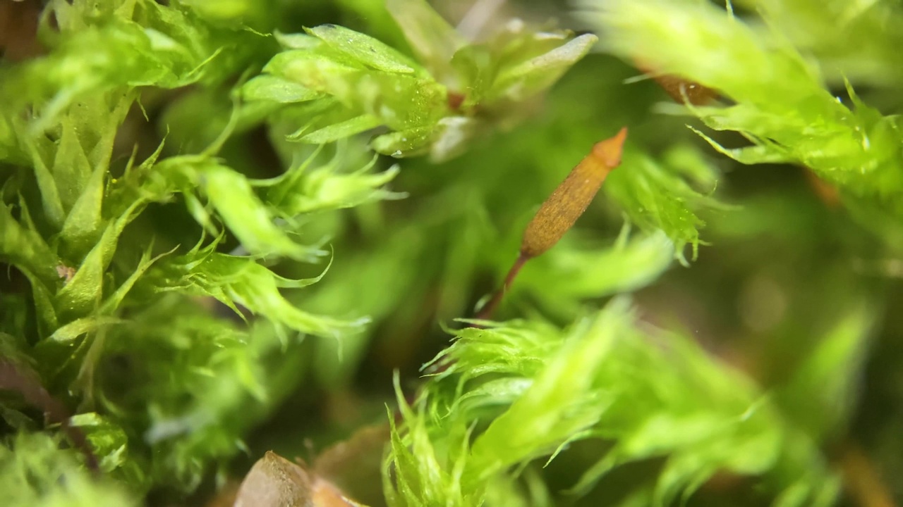 森林苔藓种子特写，宏观视频素材