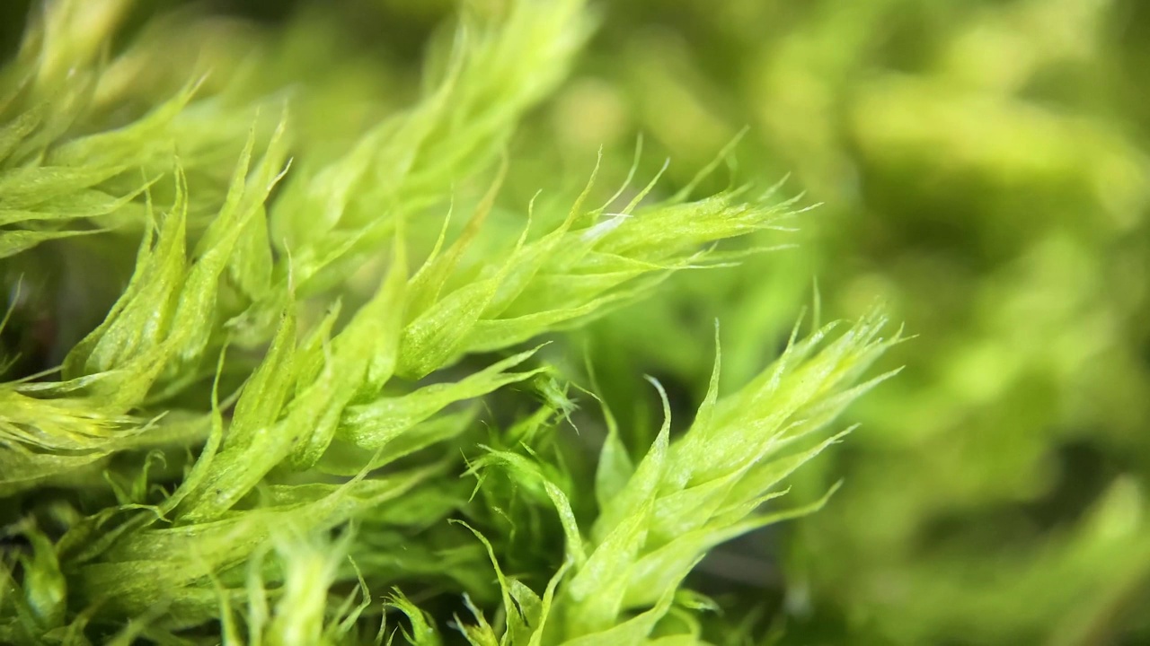 苔藓树枝的微距镜头。苔藓在显微镜下，有详细的计划。苔藓树枝的微距镜头。苔藓在显微镜下，有详细的计划。高质量4k镜头视频素材