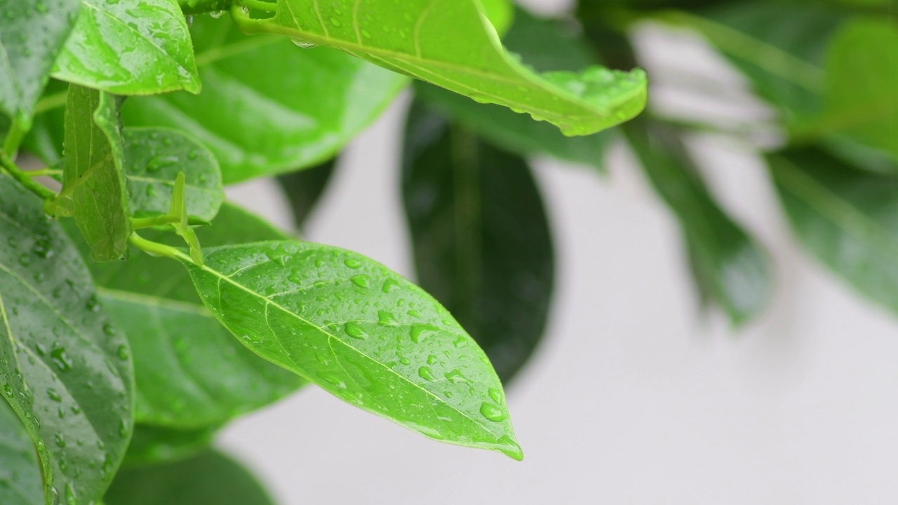 雨水落在树叶上视频下载