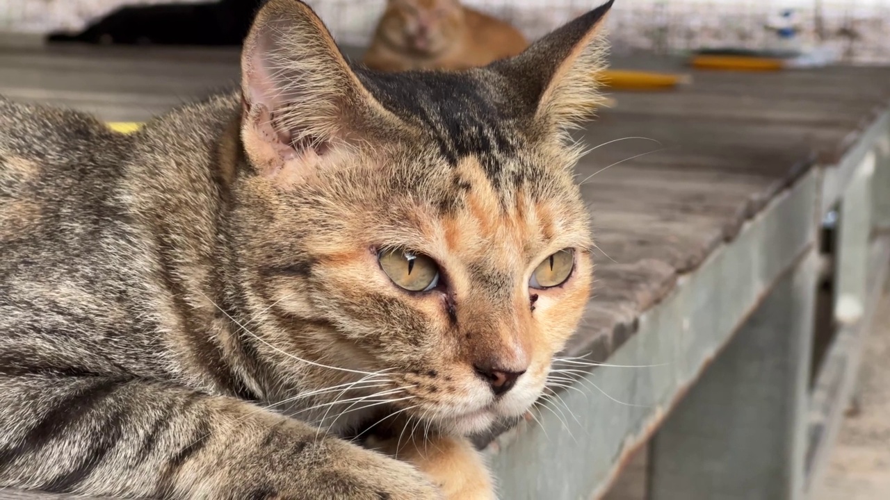 可爱的虎斑猫视频素材