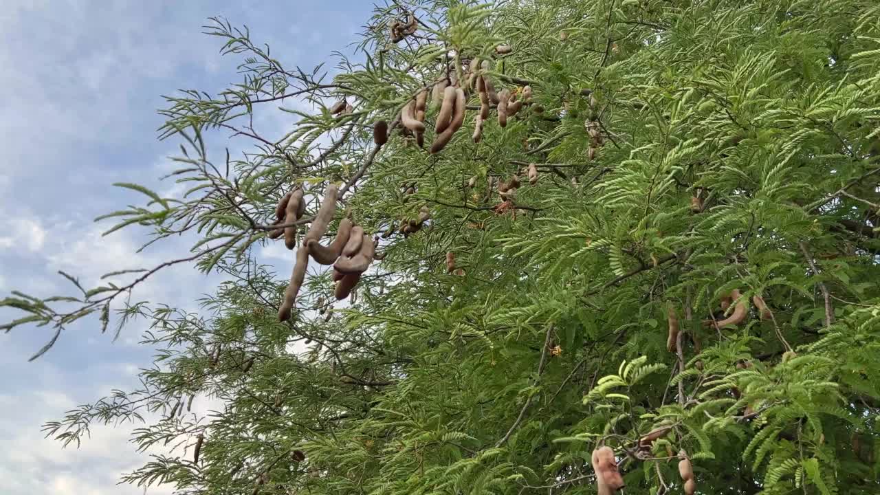 自然花园中的罗望子树视频素材