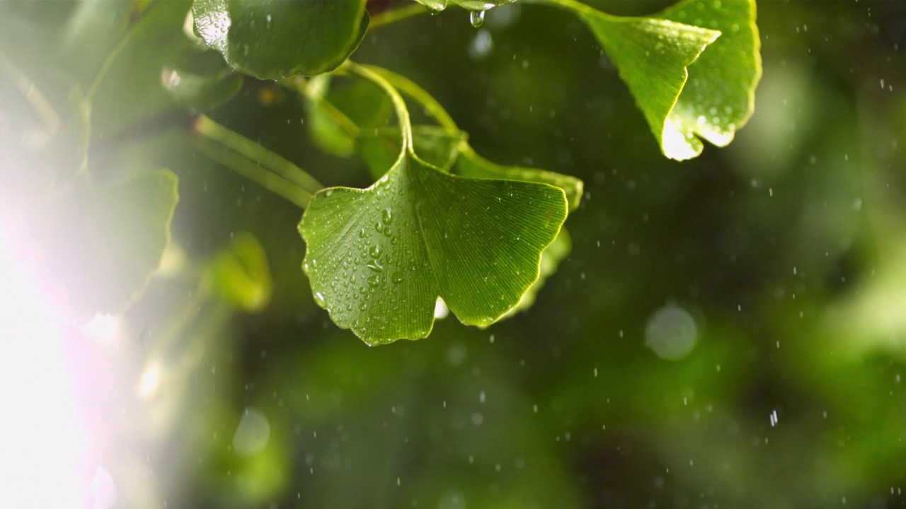 小雨中银杏叶在树上。视频素材